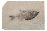 Fossil Fish (Diplomystus) - Green River Formation #214104-1